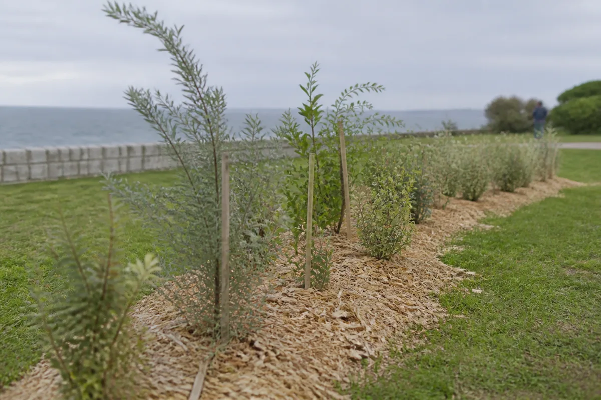 Jeune haie brise-vent paillée en bordure de jardin